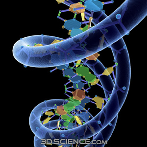 3D DNA Model