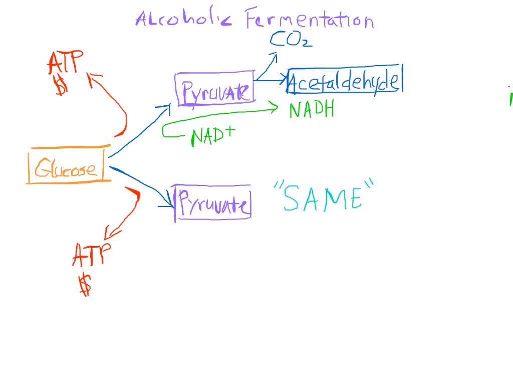 fermentation