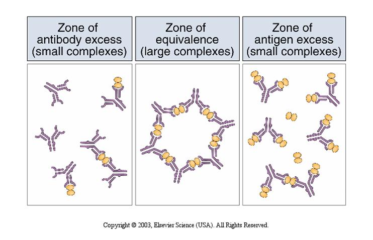 Antigen-antibody complexes