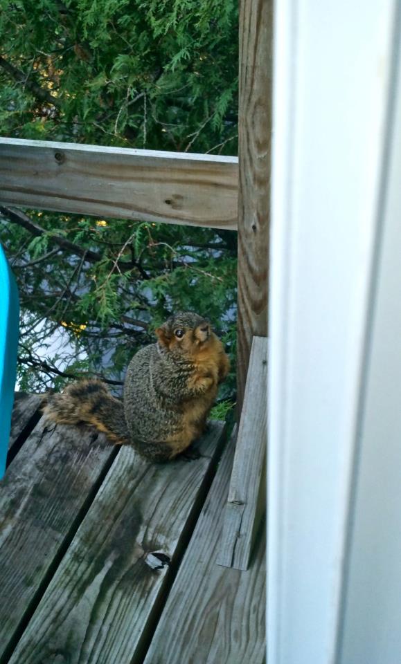 Fat squirrel!