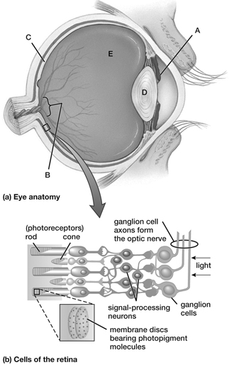 Lens of eye