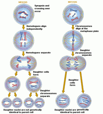 The difference between mieosis and mitoses