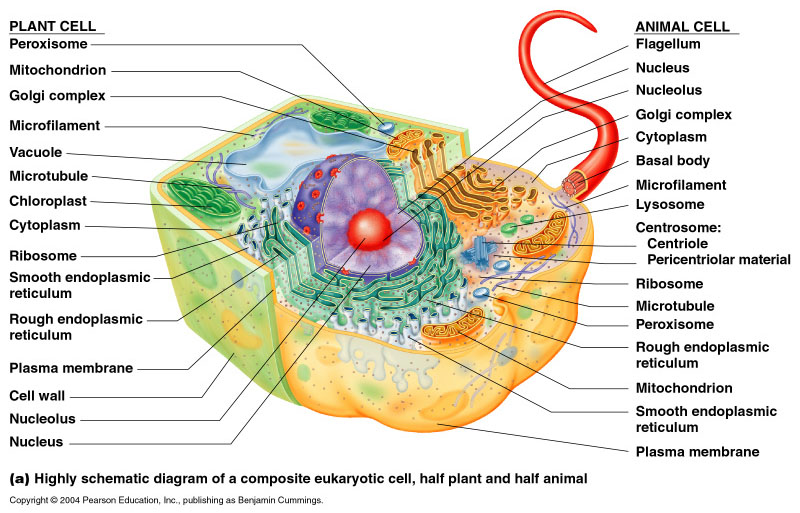 Eukaryotic Cell