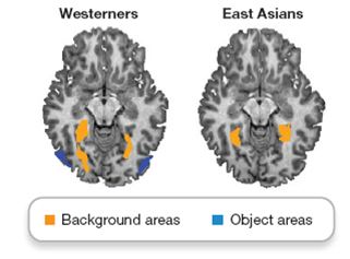 Brain activity varies by culture 