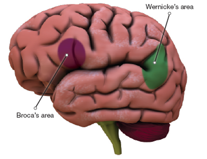 Two language centers of the brain