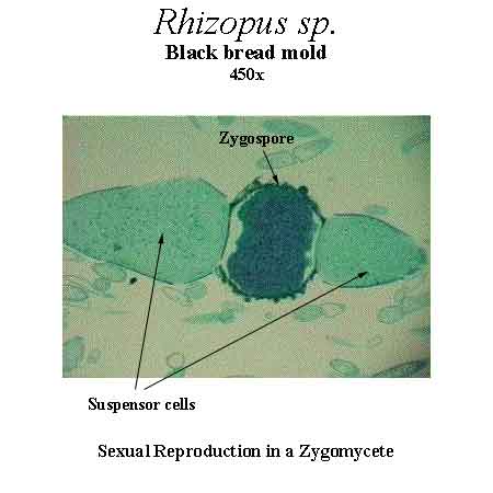 Rhizopus