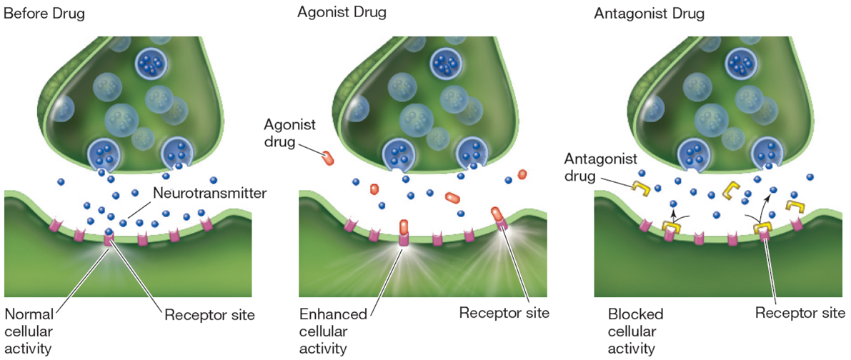 drug effects at synapses 