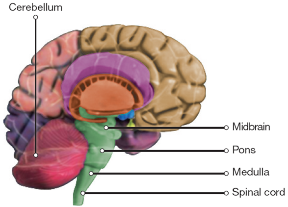 hindbrain and midbrain structures 