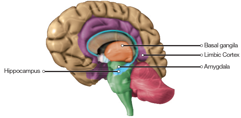 the basal ganglia and limbic system 