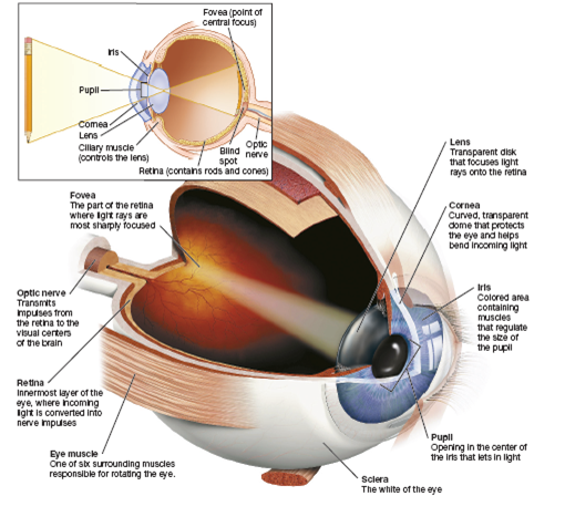 The Human Eye and its Structures 