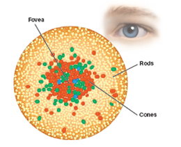 Distribution of Rods and Cones on the Retina 