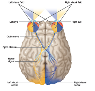 Pathways of the Visual System in the Brain 