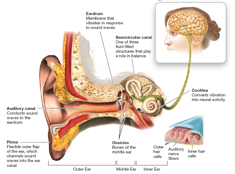 The Human Ear 