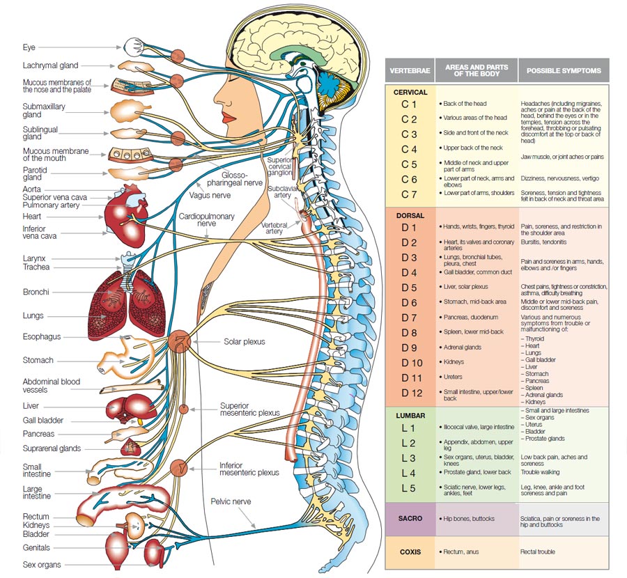 Anatomy diagram