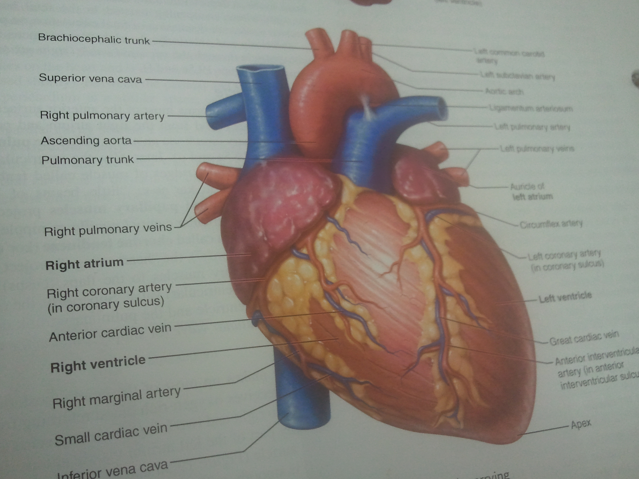 Heart diagram