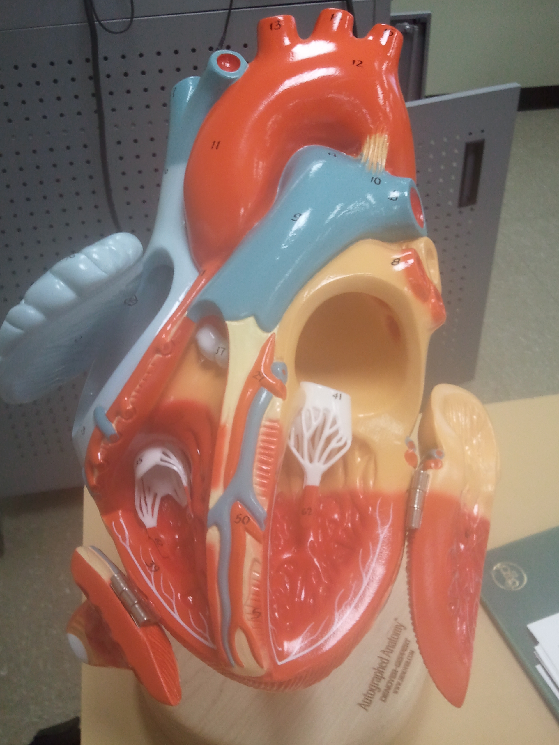 Human Heart Model