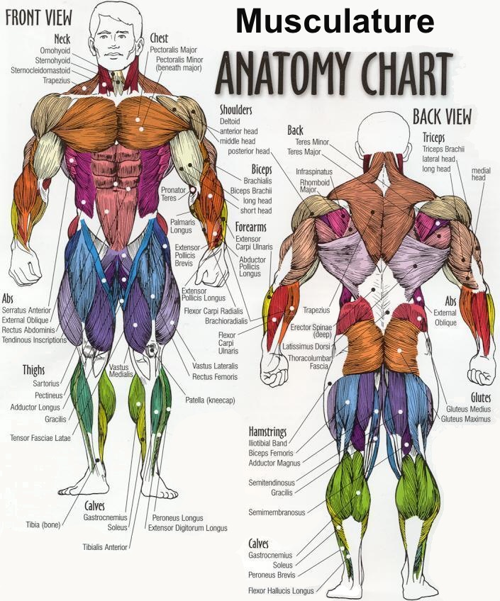 Musculature