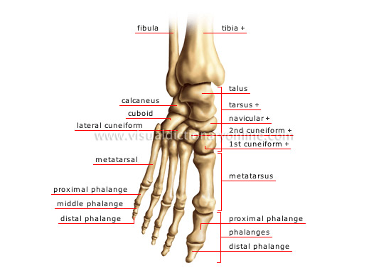 Bone Anatomy of the Foot