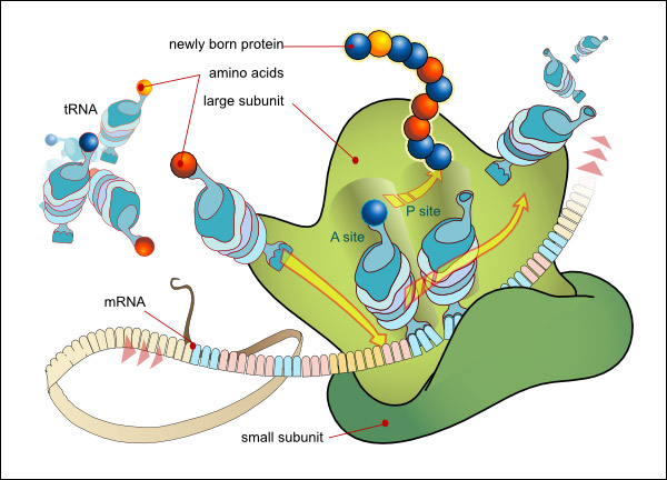 mol bio