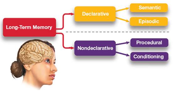 Varieties of Long-Term Memory 