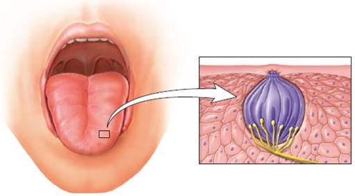 Papillae and Taste Buds