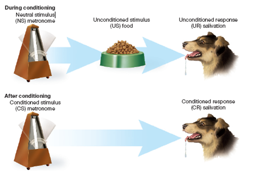 Pavlov’s Salivary Conditioning Experiment (2 of 2) 