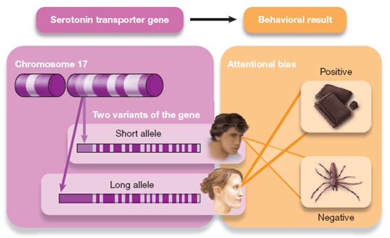 Genes, Serotonin, and Personality 