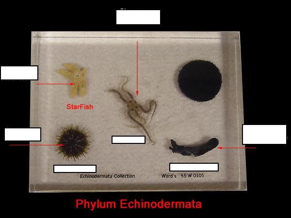 Lab: Learn Echninodermata Classes