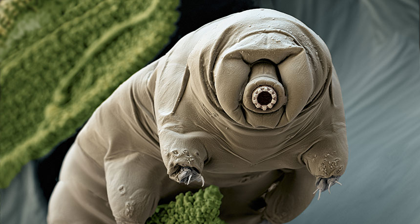 water bear