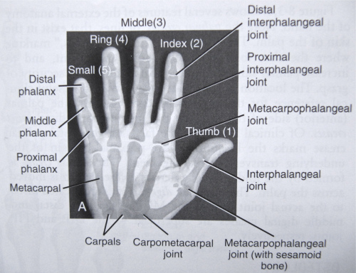 Physiology of the hand