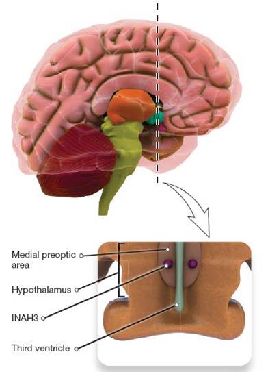 Sexual Orientation and the Brain 