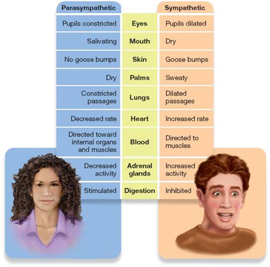 The Autonomic Nervous System and Emotional Responding 