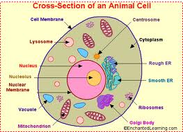 Cell