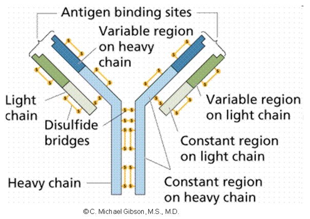 Antibody