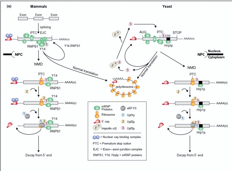 NMD differences between yeast and mammals