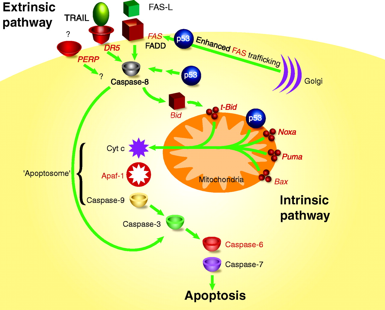 Apoptosis Pathways