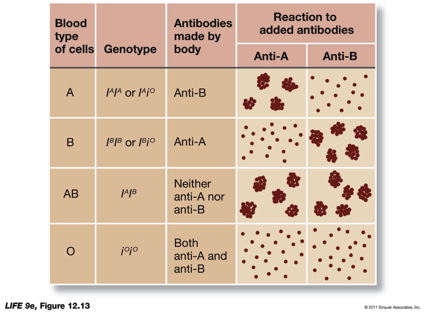 ABO Blood Group