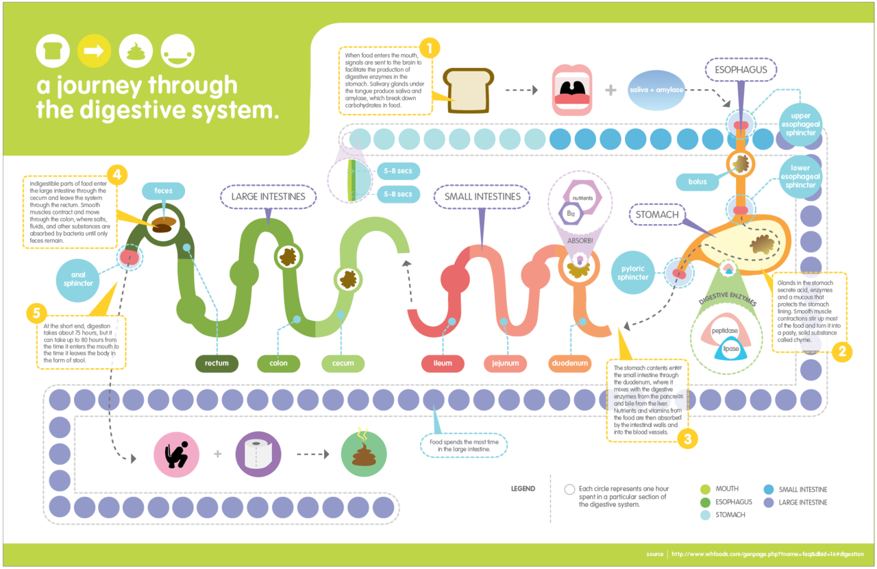 A journey through the digestive system