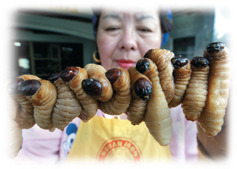 What some consider food, even delicacies, can turn the stomachs of others. These roasted grub worms ...