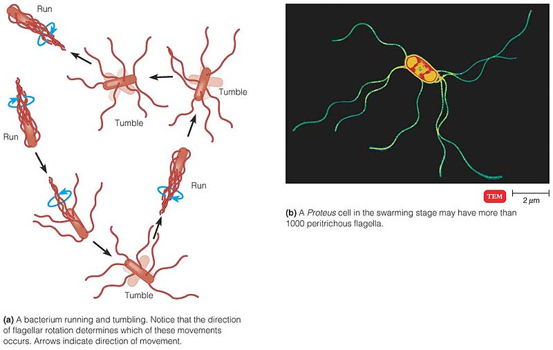 Flagella And Bacterial Motility