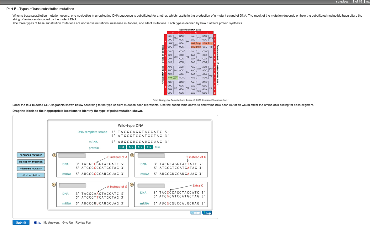 Label the four mutated DNA segments shown below according to the type of point mutation each ...