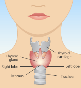 thyroid