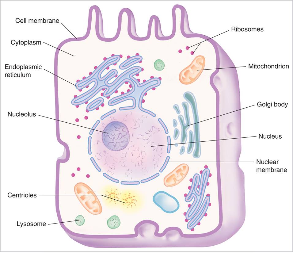 Major parts of the cell and the structures located inside the cell.