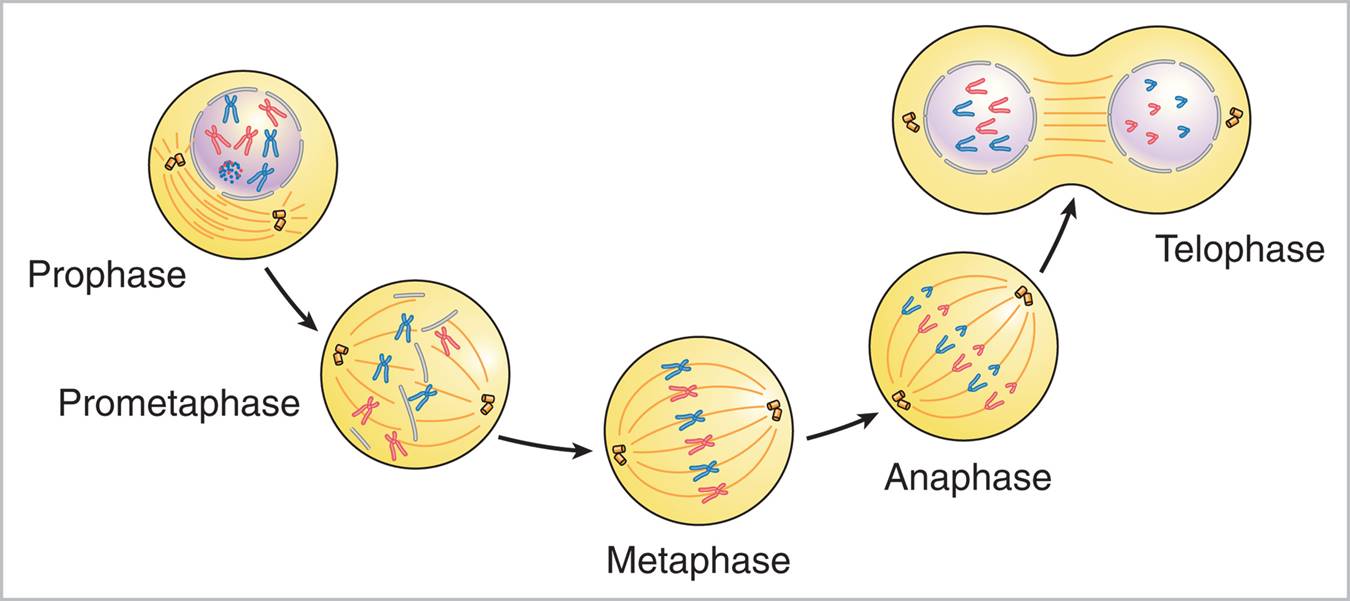 Stages of mitosis.