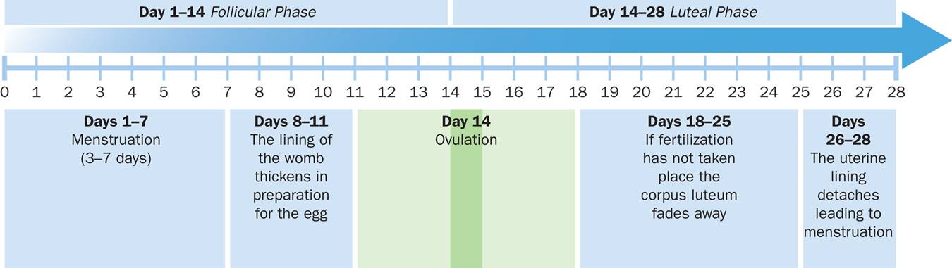 The Phases of the Menstrual Cycle: Follicular Phase and Luteal Phase