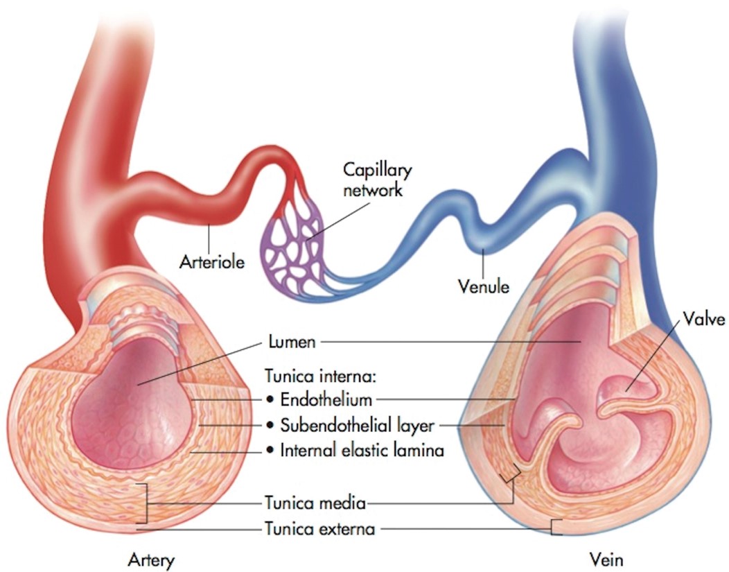 Capillaries act as bridges between the arteries and veins. Valves in the veins prevent backflow as ...