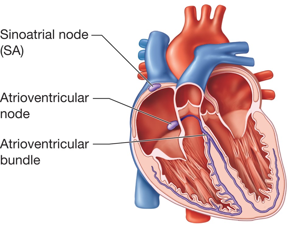 The cardiac cycle and an ECG tracing.