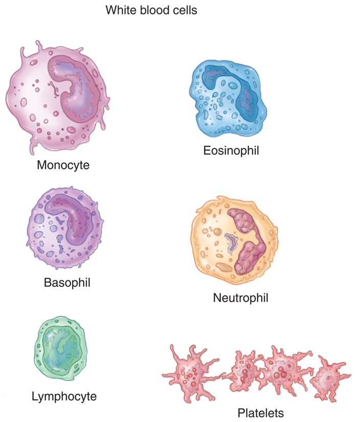 Types of white blood cells.