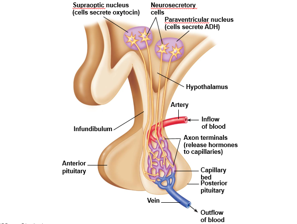 Connection between the hypothalamus and the posterior pituitary gland.