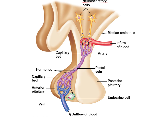 The hypothalamic-pituitary portal system.